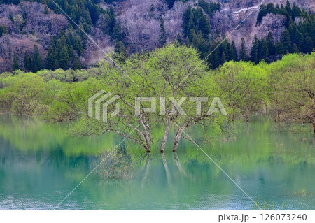 春の訪れと共に現れる静寂の風景… 白川湖の『水没林』 126073240
