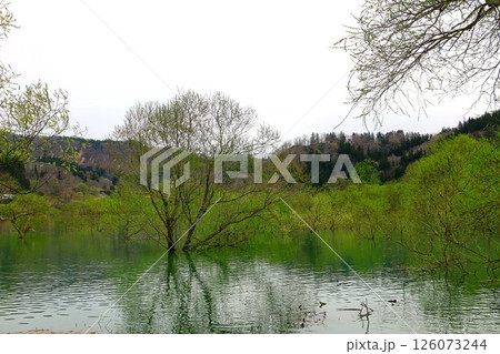 春の訪れと共に現れる静寂の風景… 白川湖の『水没林』 126073244
