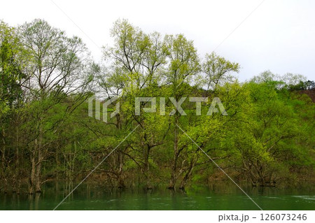 春の訪れと共に現れる静寂の風景… 白川湖の『水没林』 126073246