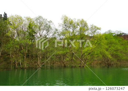 春の訪れと共に現れる静寂の風景… 白川湖の『水没林』 126073247