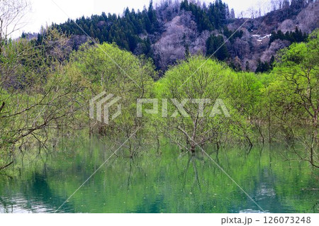 春の訪れと共に現れる静寂の風景… 白川湖の『水没林』 126073248