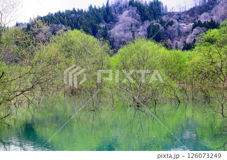 春の訪れと共に現れる静寂の風景… 白川湖の『水没林』 126073249