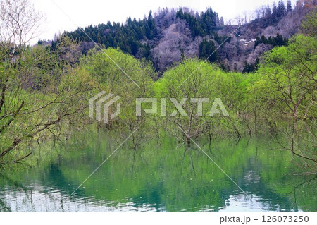 春の訪れと共に現れる静寂の風景… 白川湖の『水没林』 126073250