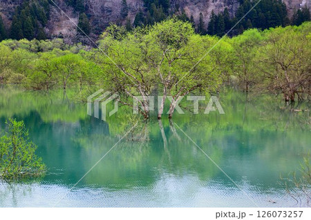 春の訪れと共に現れる静寂の風景… 白川湖の『水没林』 126073257