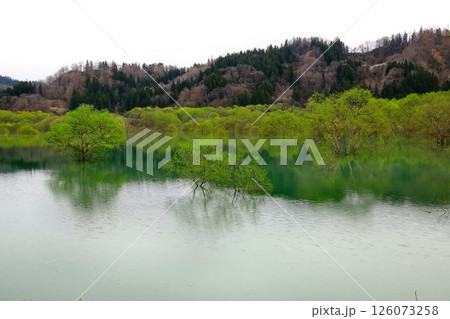 春の訪れと共に現れる静寂の風景… 白川湖の『水没林』 126073258