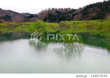 春の訪れと共に現れる静寂の風景… 白川湖の『水没林』 126073259