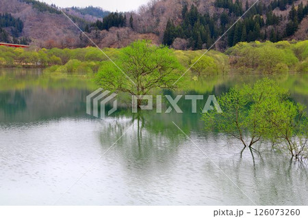 春の訪れと共に現れる静寂の風景… 白川湖の『水没林』 126073260