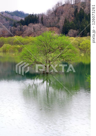 春の訪れと共に現れる静寂の風景… 白川湖の『水没林』 126073261