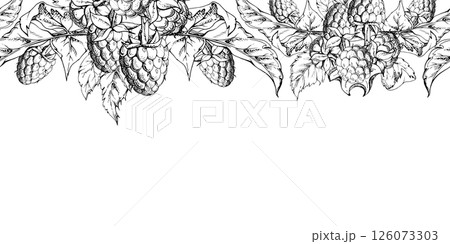 Raspberry berries, leaves hanging bunch garland ripe garden dewberry cloudberry mulberry loganberry tayberry. Hand drawn in vector ink. Isolated seamless banner border. Menu, farmers market, florist Raspberry berries, leaves hanging bunch garland ripe garden dewberry cloudberry mulberry loganberry tayberry. Hand drawn in vector ink. Isolated seamless banner border. Menu, farmers market, florist 126073303