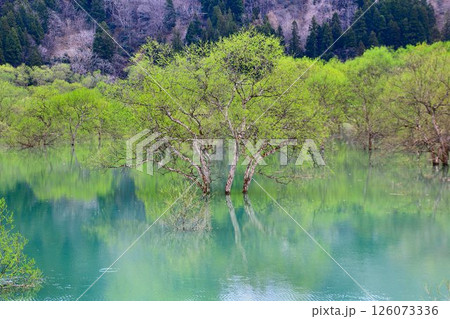 春の訪れと共に現れる静寂の風景… 白川湖の『水没林』 126073336