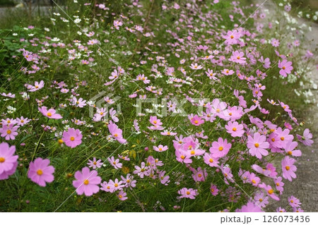 コスモスの花びらが一面に咲いた コスモスの花びらが一面に咲いた 126073436