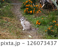 花の中で遊ぶ猫 126073437
