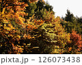 黄色に色づく木々 126073438
