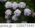 梅雨の晴れ間に咲くアジサイ 126073440