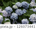 梅雨に咲くアジサイ 126073441