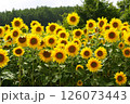真夏の大輪の花、ひまわり 126073443