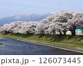 雪解け進む北国の春の満開の桜 126073445