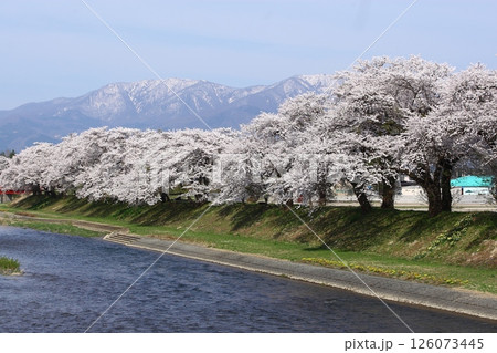 雪解け進む北国の春の満開の桜 雪解け進む北国の春の満開の桜 126073445
