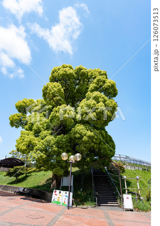 中華料理天安へ続く階段の下にある巨木　春の青空　東京都稲城市矢野口 126073513