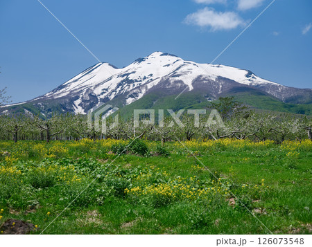 りんごの花が咲く5月の新緑と残雪の岩木山 126073548