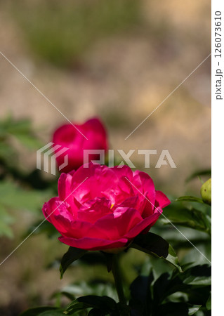満開の赤い芍薬と春の日差し 満開の赤い芍薬と春の日差し 126073610