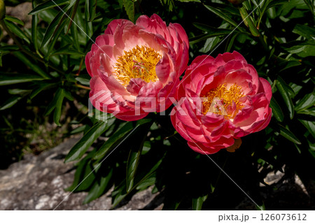 満開の赤い芍薬と春の日差し 126073612