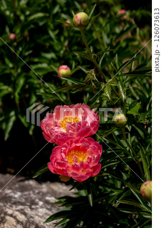 満開の赤い芍薬と春の日差し 満開の赤い芍薬と春の日差し 126073613