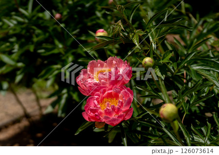 満開の赤い芍薬と春の日差し 126073614