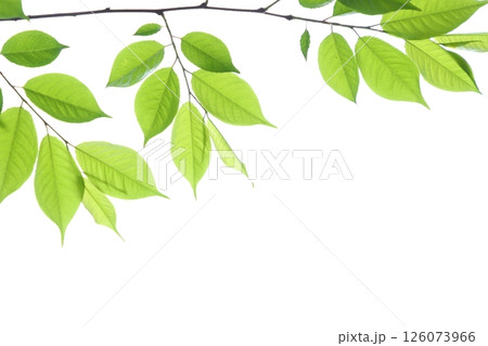 色鮮やかな新緑の葉のクローズアップ 【白背景】 【空背景】 126073966