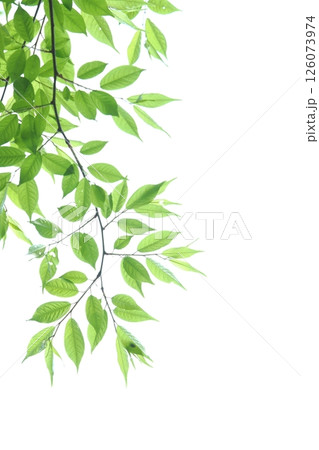 色鮮やかな新緑の葉のクローズアップ 【白背景】 【空背景】 126073974
