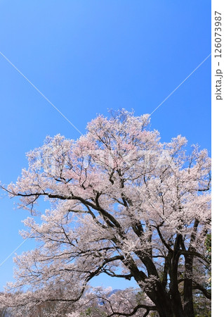 晴天の下で咲き誇る長野県飯田市の安富桜（長姫のエドヒガン） 【青空背景】 【満開】 126073987