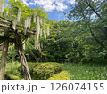 青空に映える白い藤の花 126074155