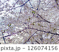 桜の花のある風景 126074156