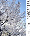 青空に映える満開の桜 126074158