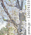 満開の桜 126074159