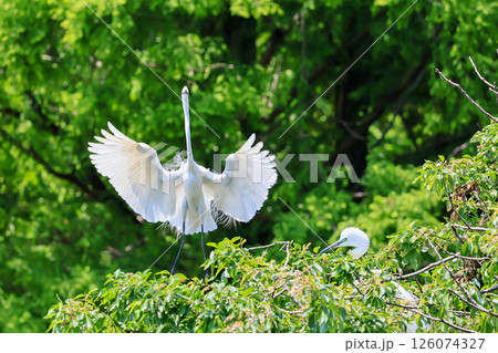 初夏のサギのコロニー 初夏のサギのコロニー 126074327