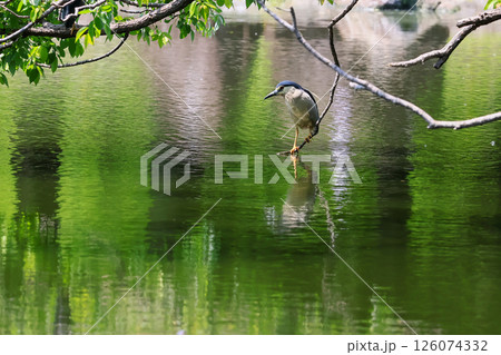 初夏のサギのコロニー 126074332