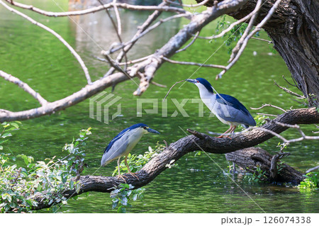 初夏のサギのコロニー 126074338