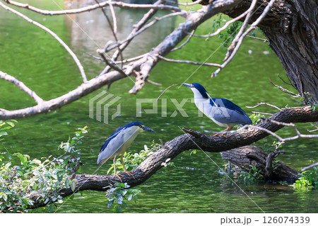 初夏のサギのコロニー 126074339