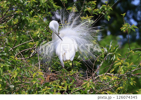 初夏のサギのコロニー 126074345