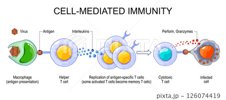 Adaptive immunity. Cell-Mediated Immunity Adaptive immunity. Cell-Mediated Immunity 126074419