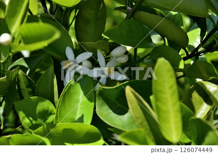 ケラジミカンの花 126074449