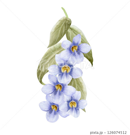 Pastel purple vine with Thunbergia flowers watercolor illustration isolated on white. Garden violet spring flowers with leaves for summer blooming floral designs. Tropical creeper plant clip art 126074512