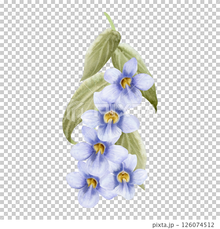 Pastel purple vine with Thunbergia flowers watercolor illustration isolated on white. Garden violet spring flowers with leaves for summer blooming floral designs. Tropical creeper plant clip art 126074512