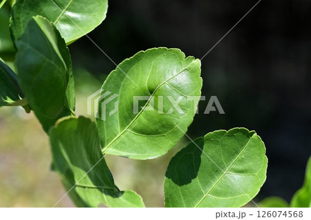 ケラジミカンの葉 126074568
