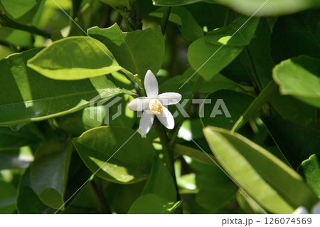 ケラジミカンの花 126074569