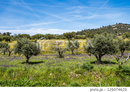 Cork Oak forest at Hortas de Baixo near Arronches, Alentejo, Portugal. 126074620
