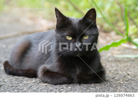 黒猫 野良猫 黒猫 野良猫 126074663