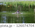 池で遊ぶカイツブリ 126074704