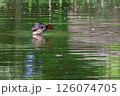 池で遊ぶカイツブリ 126074705